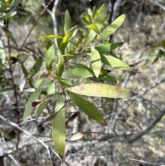 Hakea salicifolia subsp. salicifolia (Willow-leaved Hakea) at Bruce Ridge to Gossan Hill - 17 Aug 2023 by lbradley