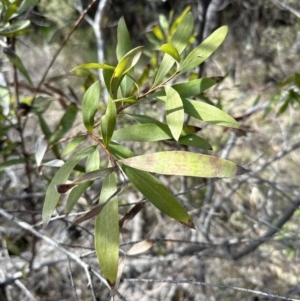 Hakea salicifolia subsp. salicifolia at Bruce, ACT - 17 Aug 2023 11:26 AM