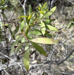 Hakea salicifolia subsp. salicifolia at Bruce, ACT - 17 Aug 2023