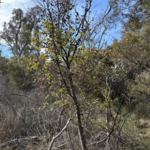 Hakea salicifolia subsp. salicifolia at Bruce, ACT - 17 Aug 2023