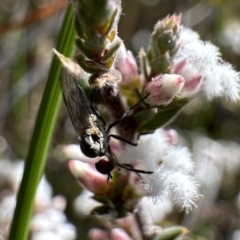 Sphicosa sp. (genus) (A dance fly) at Black Mountain - 16 Aug 2023 by Pirom