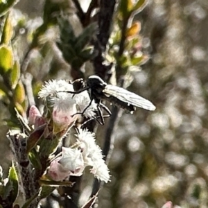 Sphicosa sp. (genus) at Canberra Central, ACT - 16 Aug 2023