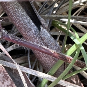 Veronica calycina at Bruce, ACT - 17 Aug 2023