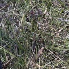 Veronica calycina at Bruce, ACT - 17 Aug 2023