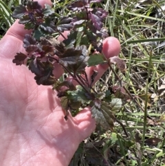 Veronica calycina at Bruce, ACT - 17 Aug 2023