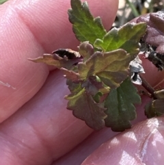 Veronica calycina at Bruce, ACT - 17 Aug 2023