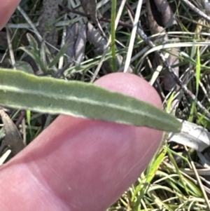 Billardiera scandens at Bruce, ACT - 17 Aug 2023 11:56 AM