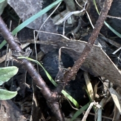 Billardiera scandens at Bruce, ACT - 17 Aug 2023 11:56 AM