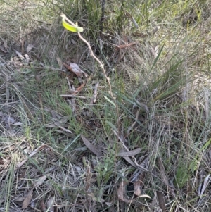 Billardiera scandens at Bruce, ACT - 17 Aug 2023