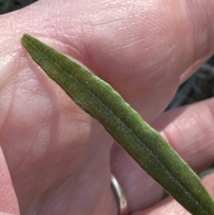 Billardiera scandens at Bruce, ACT - 17 Aug 2023