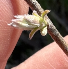 Billardiera scandens at Bruce, ACT - 17 Aug 2023