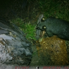 Trichosurus vulpecula (Common Brushtail Possum) at Acton, ACT - 4 Aug 2023 by taiaapelt