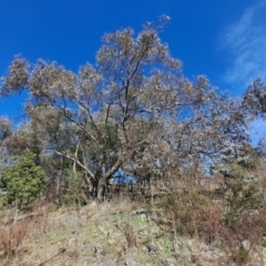 Eucalyptus nortonii (Mealy Bundy) at Tuggeranong, ACT - 17 Aug 2023 by LPadg
