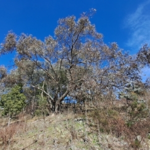 Eucalyptus nortonii at Wanniassa Hill - 17 Aug 2023 10:27 AM