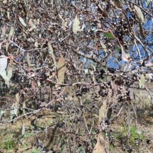 Eucalyptus nortonii at Wanniassa Hill - 17 Aug 2023