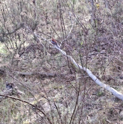 Platycercus elegans (Crimson Rosella) at Fadden, ACT - 17 Aug 2023 by LPadg