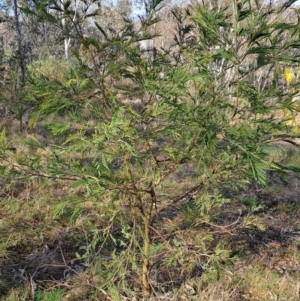 Acacia mearnsii at Fadden, ACT - 17 Aug 2023