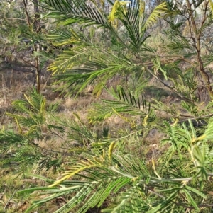 Acacia mearnsii at Fadden, ACT - 17 Aug 2023