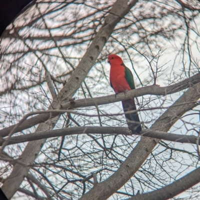 Alisterus scapularis (Australian King-Parrot) at North Albury, NSW - 17 Aug 2023 by Darcy