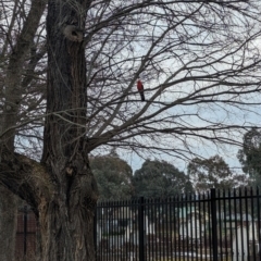 Alisterus scapularis at North Albury, NSW - 17 Aug 2023