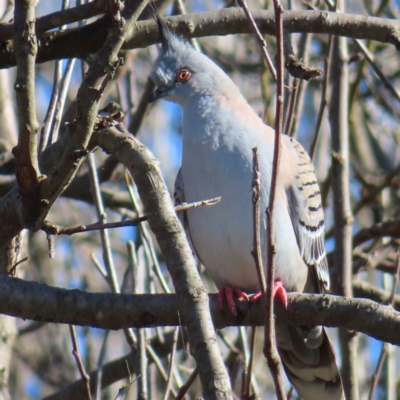 Ocyphaps lophotes (Crested Pigeon) at QPRC LGA - 16 Aug 2023 by MatthewFrawley