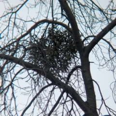 Muellerina eucalyptoides (Creeping Mistletoe) at Albury - 17 Aug 2023 by Darcy