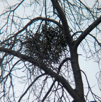 Muellerina eucalyptoides (Creeping Mistletoe) at North Albury, NSW - 17 Aug 2023 by Darcy