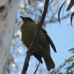 Ptilonorhynchus violaceus (Satin Bowerbird) at Fadden, ACT - 16 Aug 2023 by LPadg