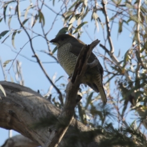 Ptilonorhynchus violaceus at Fadden, ACT - 17 Aug 2023