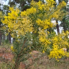 Acacia fimbriata at Isaacs Ridge and Nearby - 17 Aug 2023 by Mike