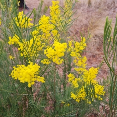 Acacia boormanii (Snowy River Wattle) at Isaacs Ridge and Nearby - 17 Aug 2023 by Mike