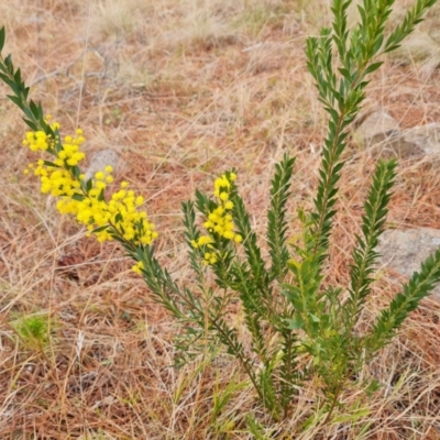 Acacia sp. (A Wattle) at Isaacs, ACT - 17 Aug 2023 by Mike