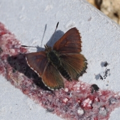 Paralucia crosbyi (Violet Copper Butterfly) at Rendezvous Creek, ACT - 16 Aug 2023 by RAllen