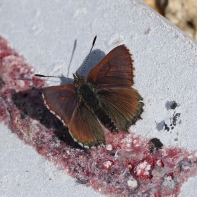 Paralucia spinifera (Bathurst or Purple Copper Butterfly) at Rendezvous Creek, ACT - 16 Aug 2023 by RAllen