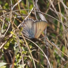 Paralucia crosbyi (Violet Copper Butterfly) at Rendezvous Creek, ACT - 16 Aug 2023 by RAllen