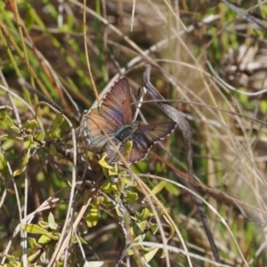 Paralucia crosbyi at suppressed - 16 Aug 2023