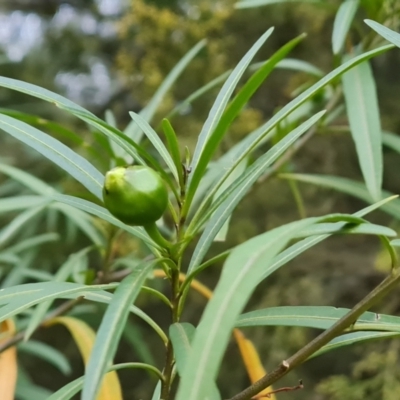 Solanum linearifolium (Kangaroo Apple) at Mawson, ACT - 17 Aug 2023 by Mike