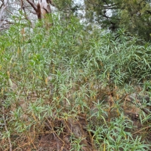 Solanum linearifolium at Mawson, ACT - 17 Aug 2023