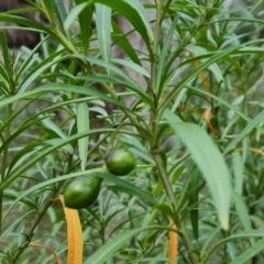 Solanum linearifolium at Mawson, ACT - 17 Aug 2023