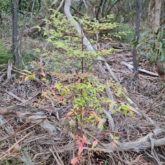Nandina domestica (Sacred Bamboo) at Isaacs Ridge and Nearby - 17 Aug 2023 by Mike
