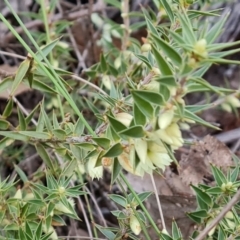 Melichrus urceolatus (Urn Heath) at Isaacs, ACT - 17 Aug 2023 by Mike