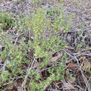 Melichrus urceolatus at Isaacs, ACT - 17 Aug 2023