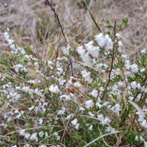 Cryptandra amara at O'Malley, ACT - 17 Aug 2023