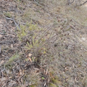 Lavandula stoechas at Isaacs, ACT - 17 Aug 2023 04:30 PM