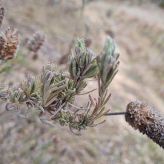 Lavandula stoechas at Isaacs, ACT - 17 Aug 2023 04:30 PM