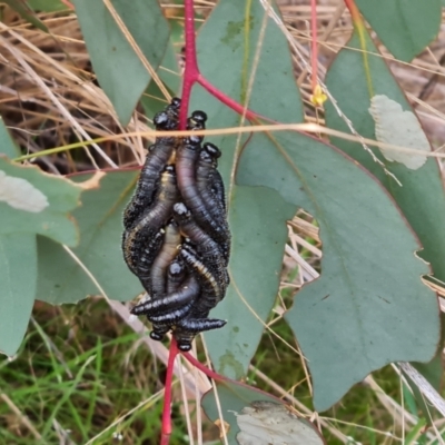 Perginae sp. (subfamily) (Unidentified pergine sawfly) at Isaacs Ridge and Nearby - 17 Aug 2023 by Mike