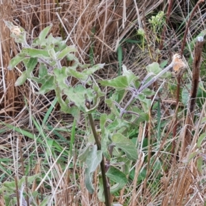 Oxypetalum coeruleum at Isaacs, ACT - 17 Aug 2023 04:22 PM