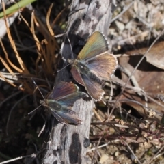 Paralucia spinifera (Bathurst or Purple Copper Butterfly) at Rendezvous Creek, ACT - 16 Aug 2023 by RAllen