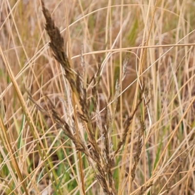 Eragrostis curvula (African Lovegrass) at Isaacs Ridge and Nearby - 17 Aug 2023 by Mike
