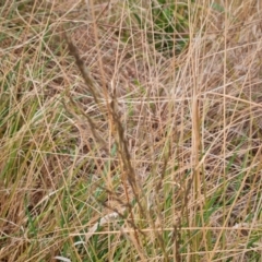 Eragrostis curvula at Isaacs, ACT - 17 Aug 2023